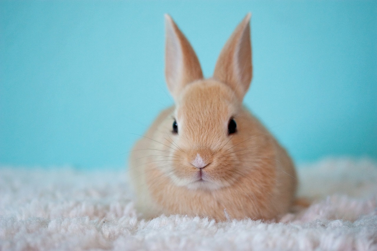 Protect Your Rabbit Through Vaccination