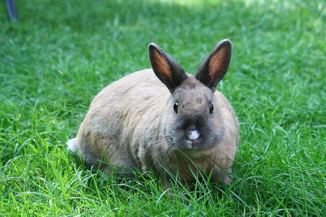 Top 10 Most Beautiful Rabbit Breeds in Pakistan and Their Prices
