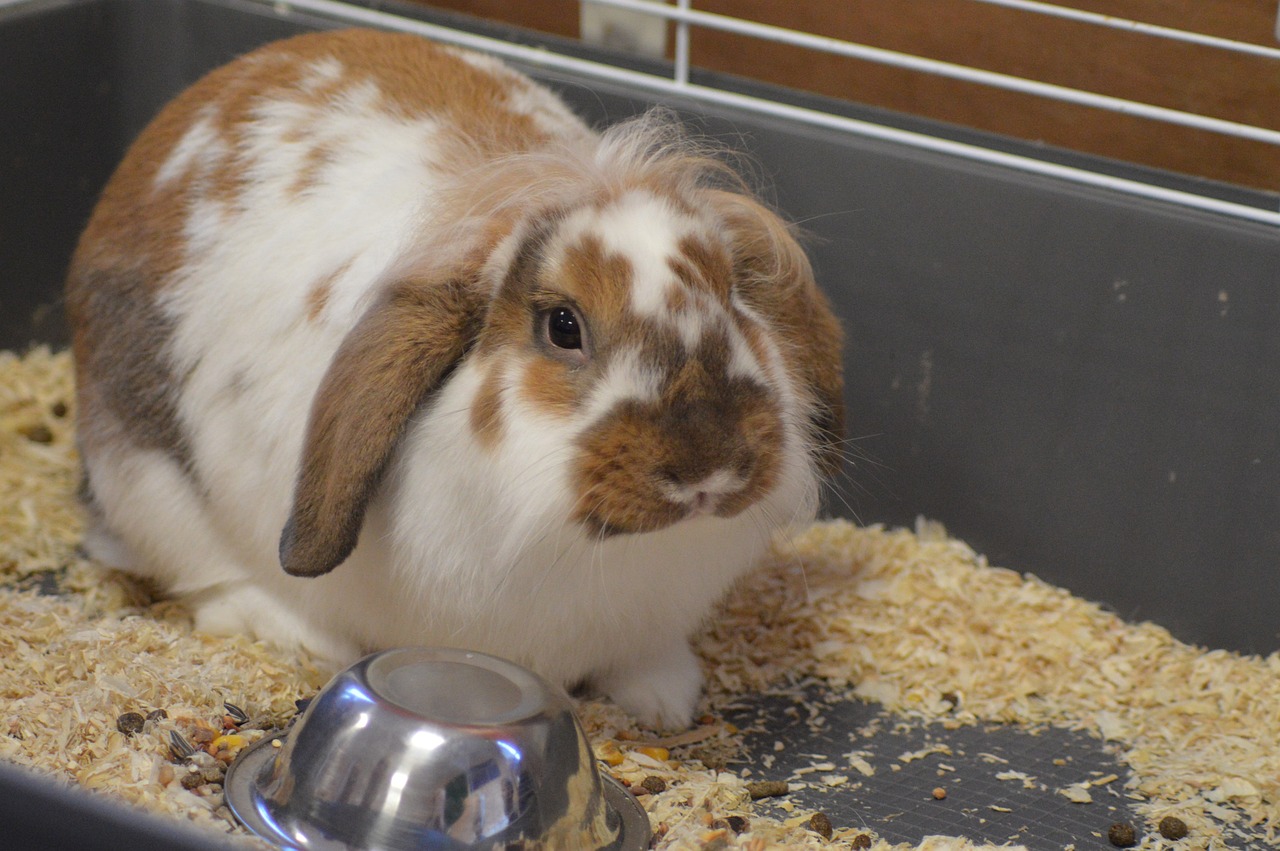 Rabbit Popping and Peeing Everywhere: 5 Tips to Prevent This
