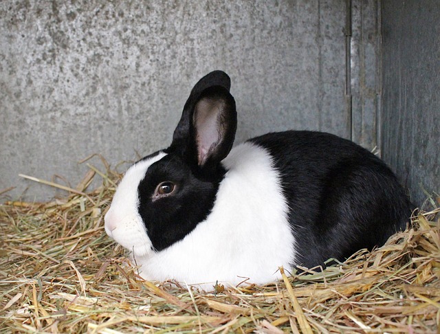 Top 10 Most Beautiful Rabbit Breeds in Pakistan and Their Prices