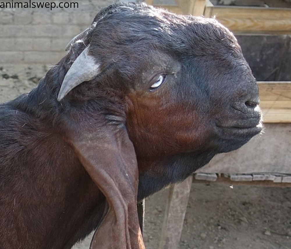 Beetal Goat Farming in Pakistan: Price and Characteristics - AnimalsWEP