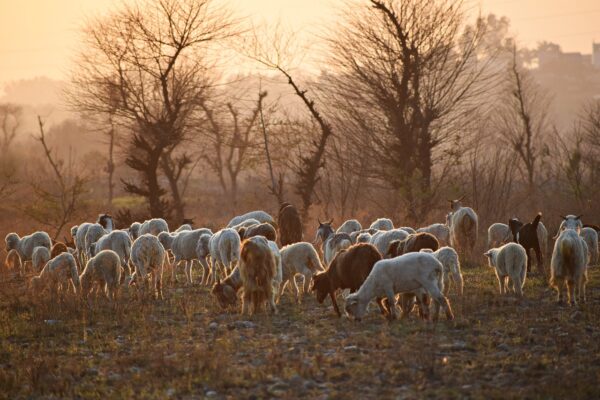 12 Most Famous Sheep Breeds In Pakistan With Characteristics - AnimalsWEP