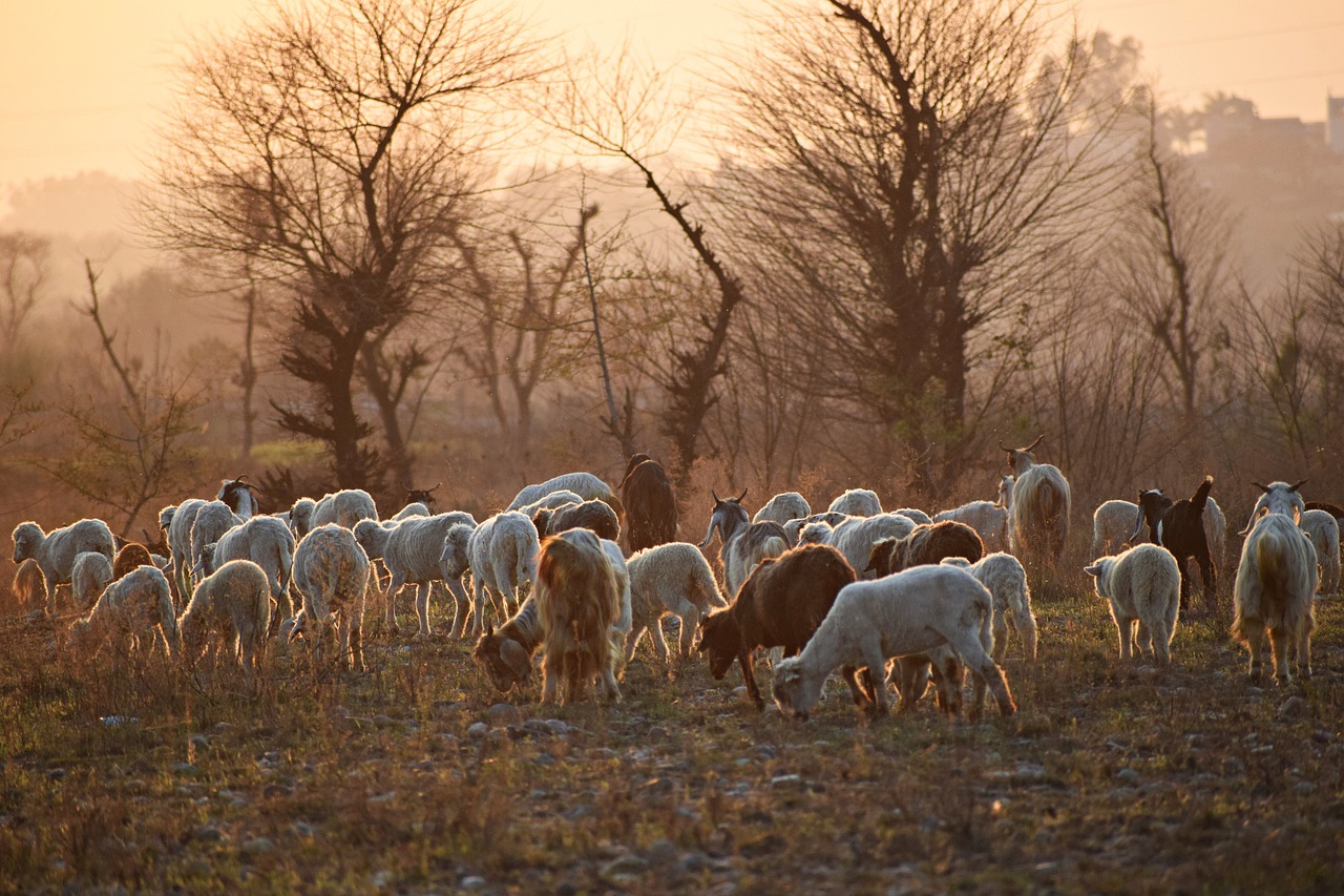 12-most-famous-sheep-breeds-in-pakistan-with-characteristics-animalswep