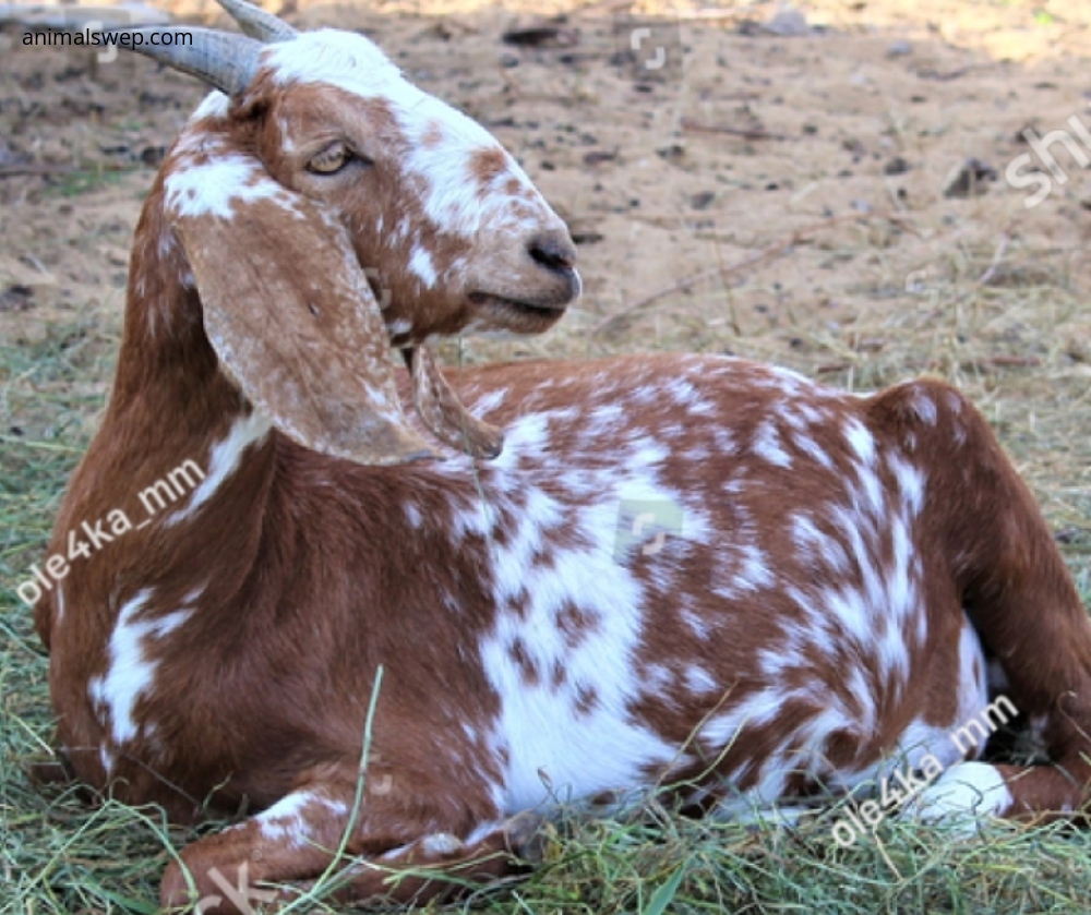 15 Most Popular Goat Breeds in Pakistan