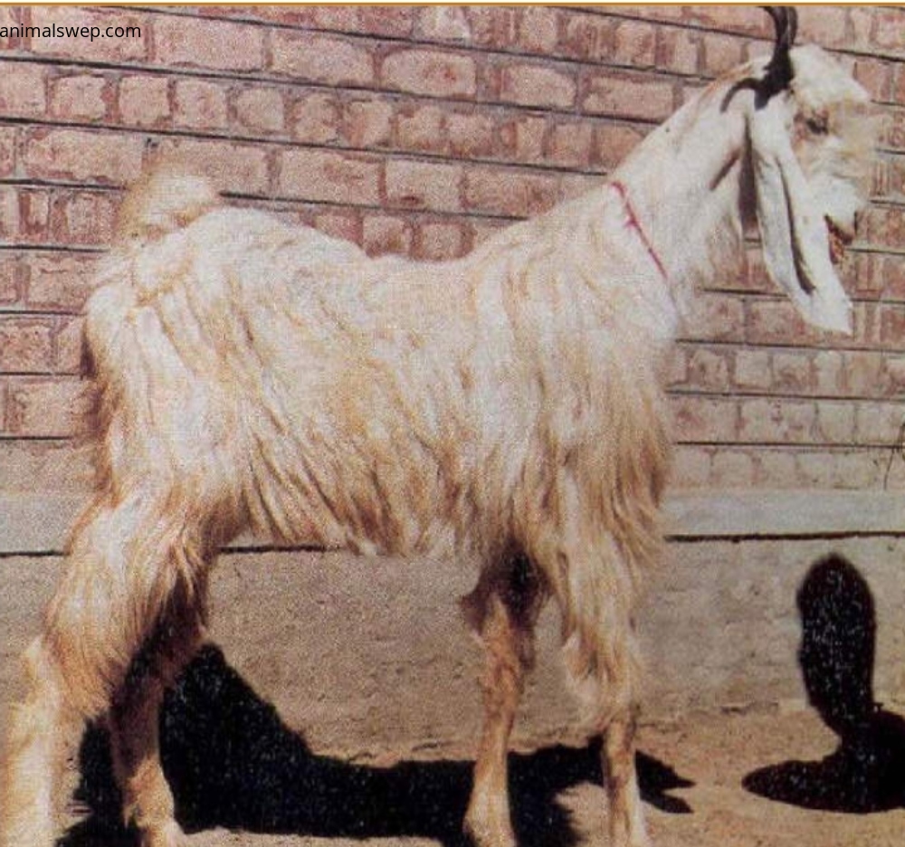 15 Most Popular Goat Breeds in Pakistan